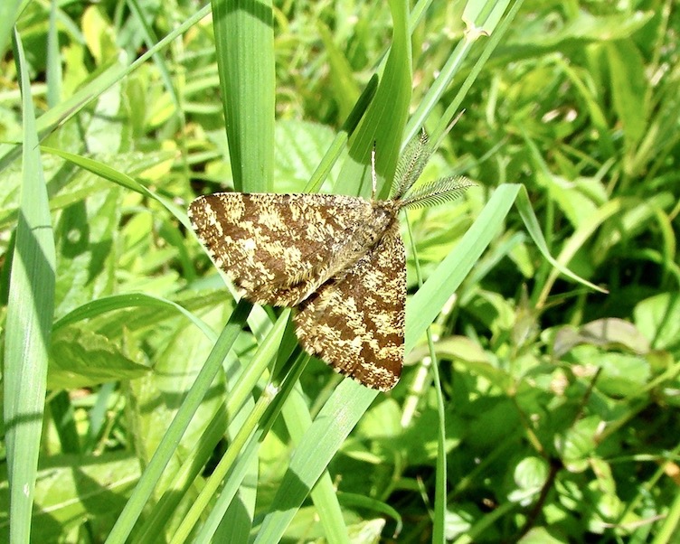 common heath